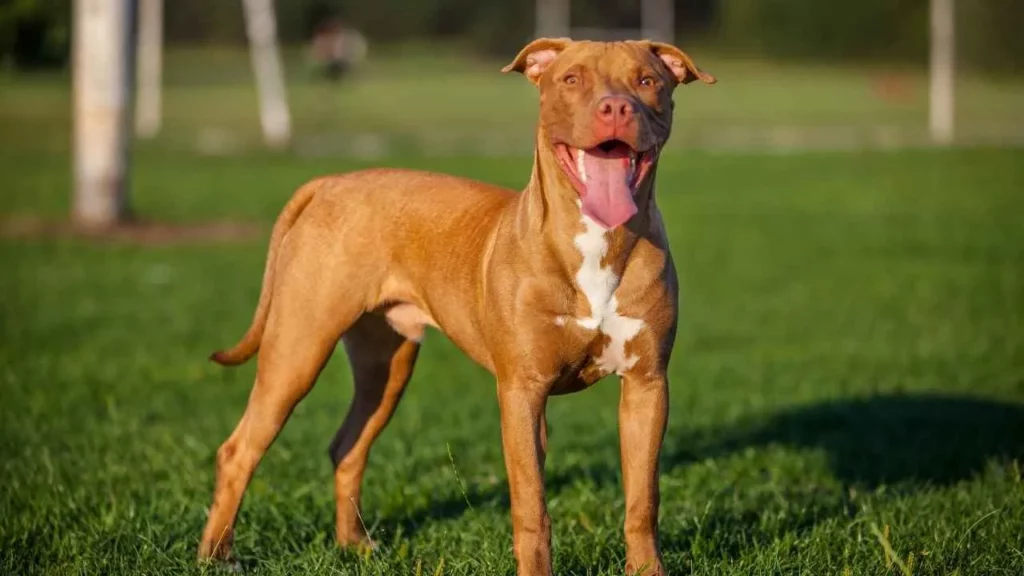 Pit Bull
