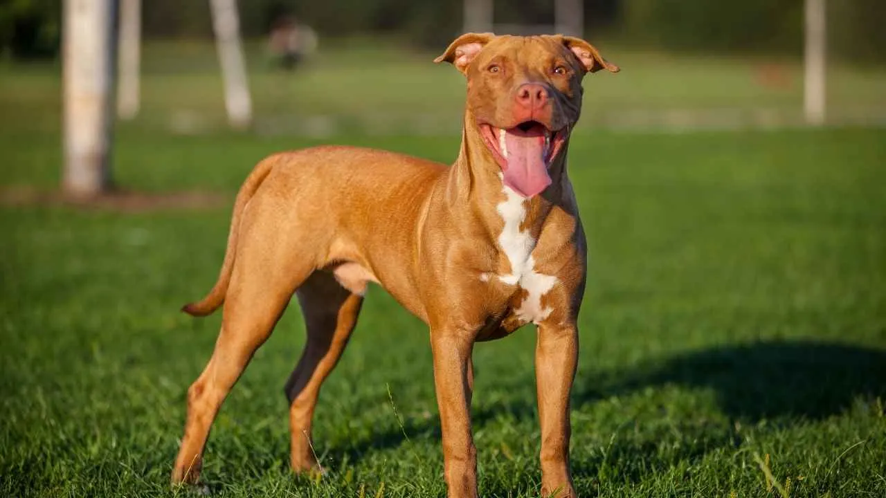 Pit Bull