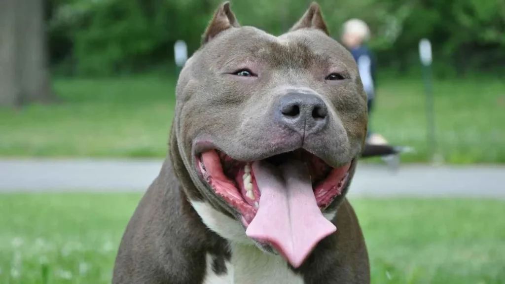 pit bull