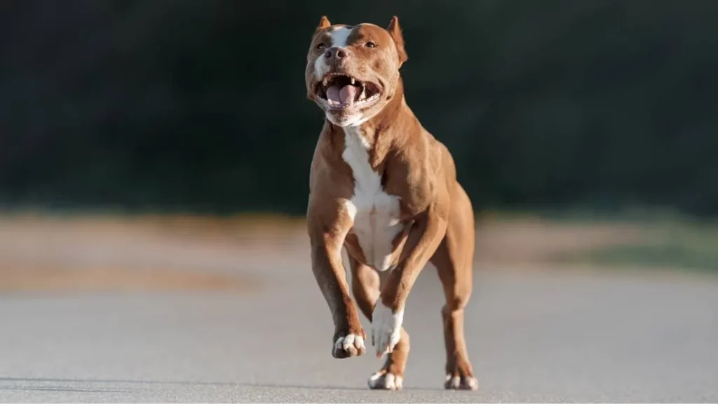 pit bull