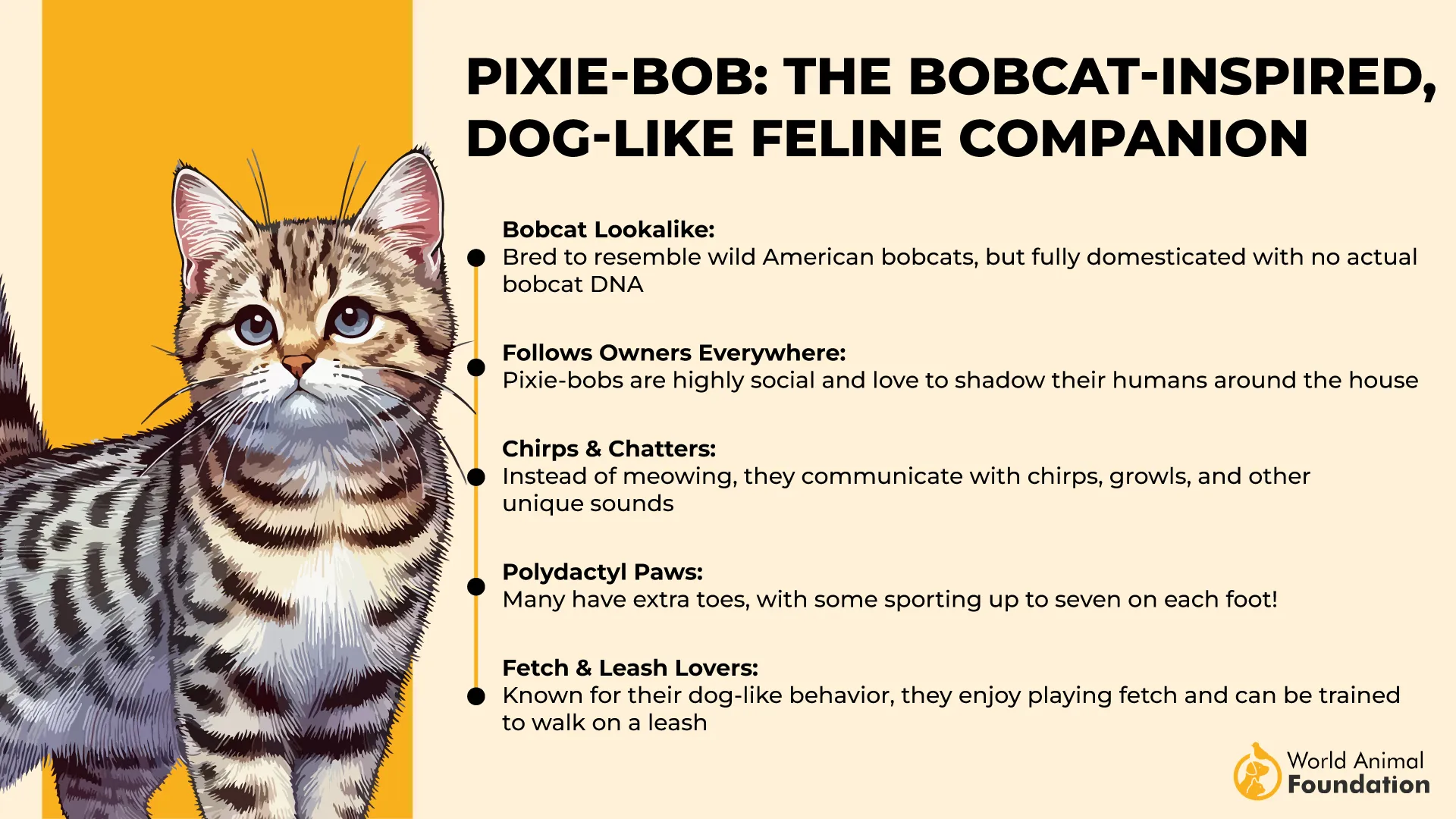 Pixie-bob The Bobcat-Inspired, Dog-Like Feline Companion-01