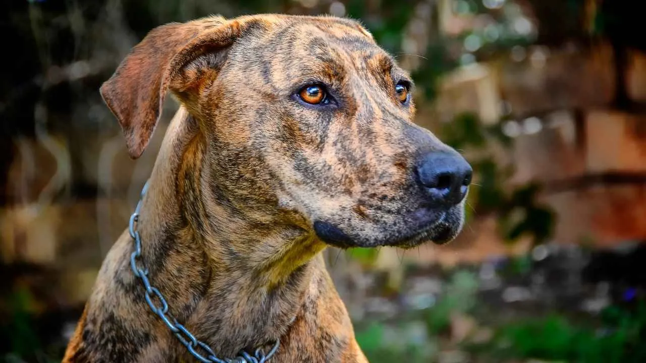 Plott Hound