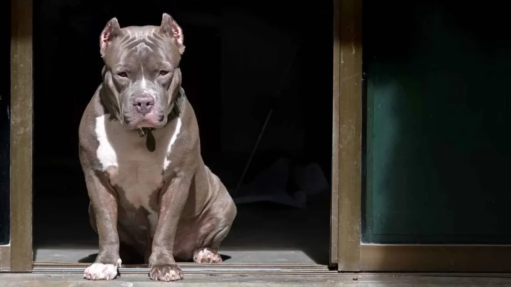 pit bull