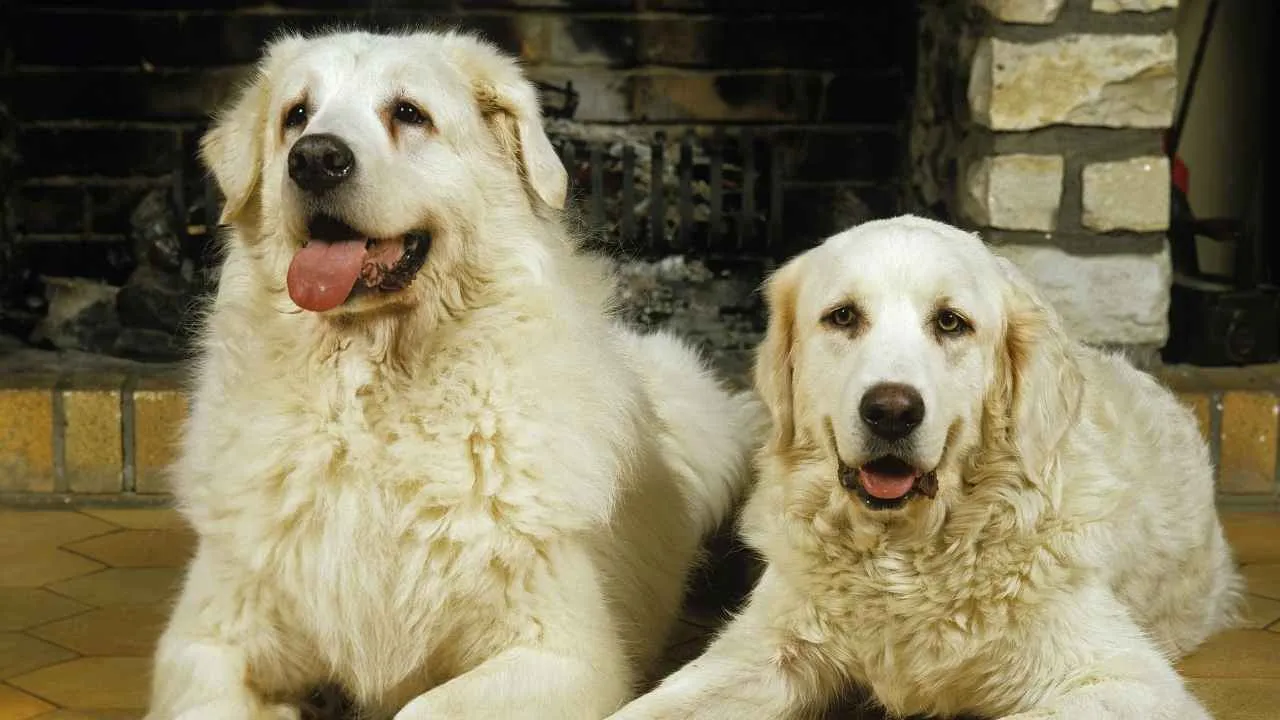 Polish Tatra Sheepdog