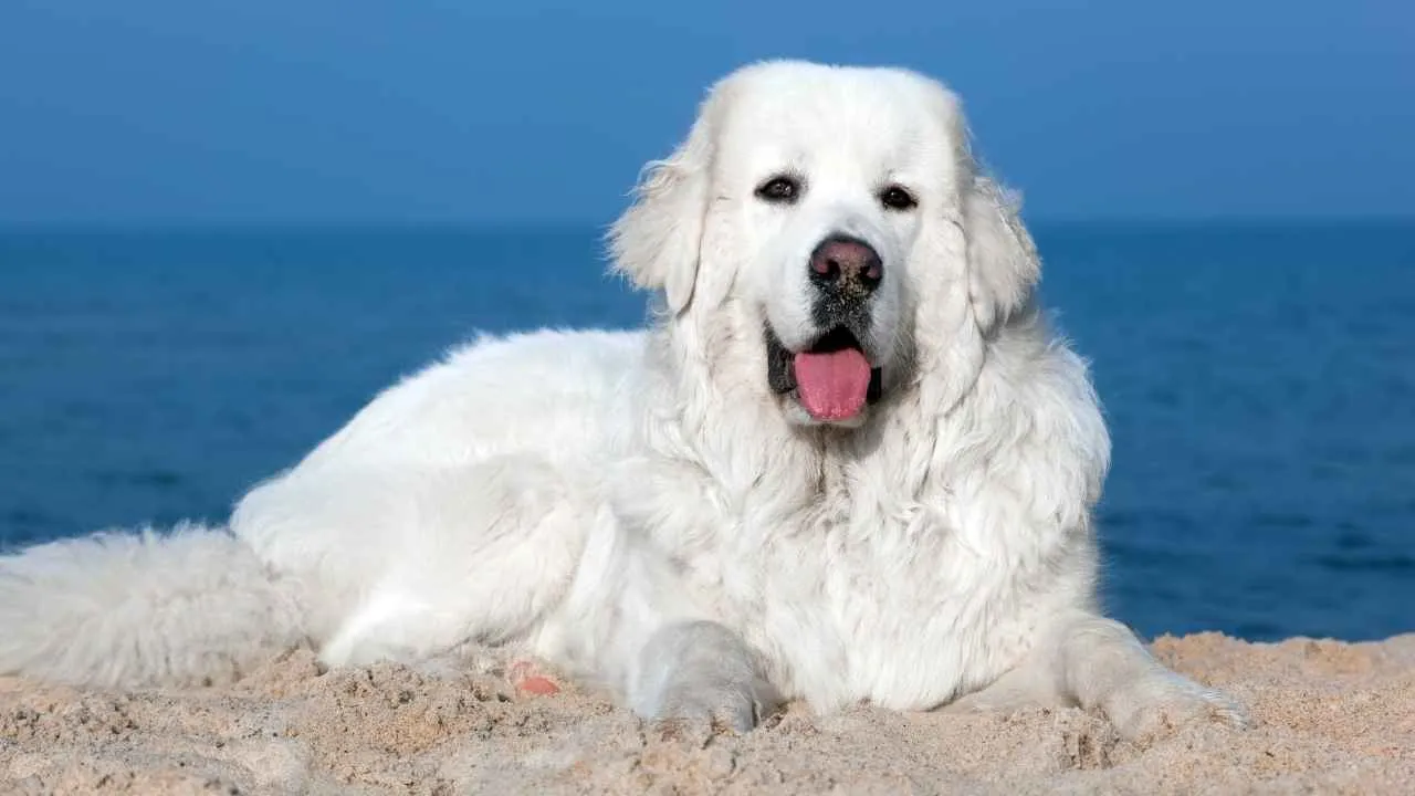 Polish Tatra Sheepdog