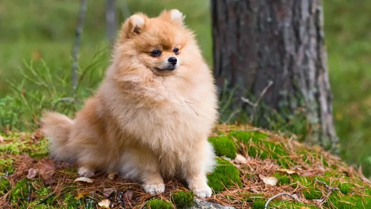 Pomeranian