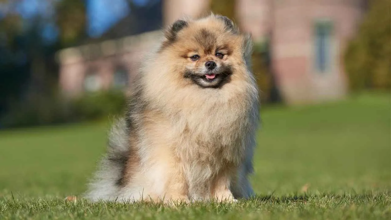 Pomeranian