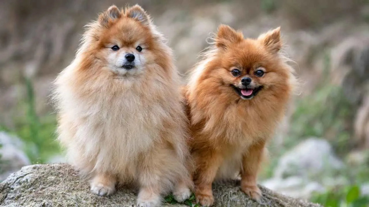 Pomeranian