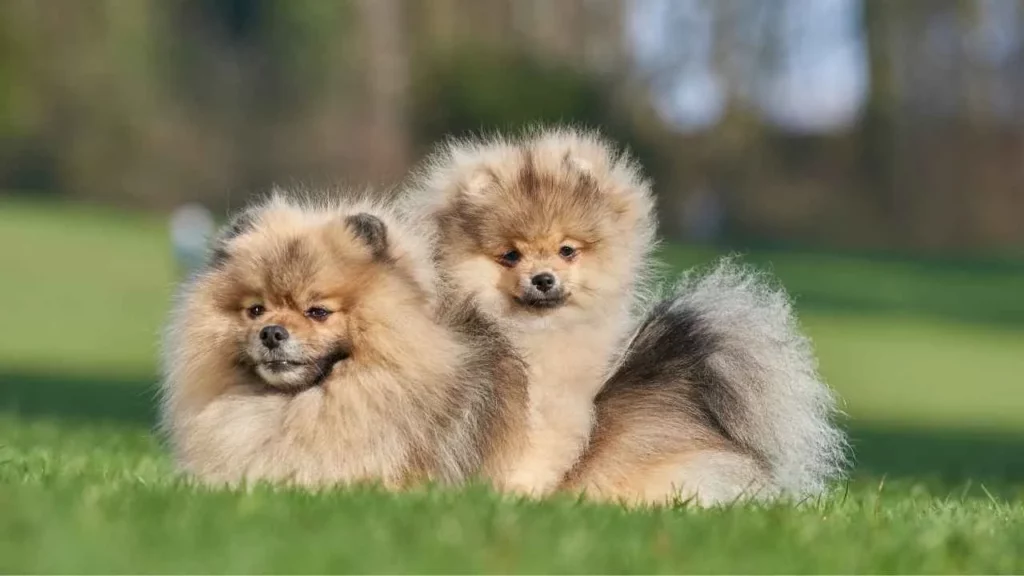Pomeranian