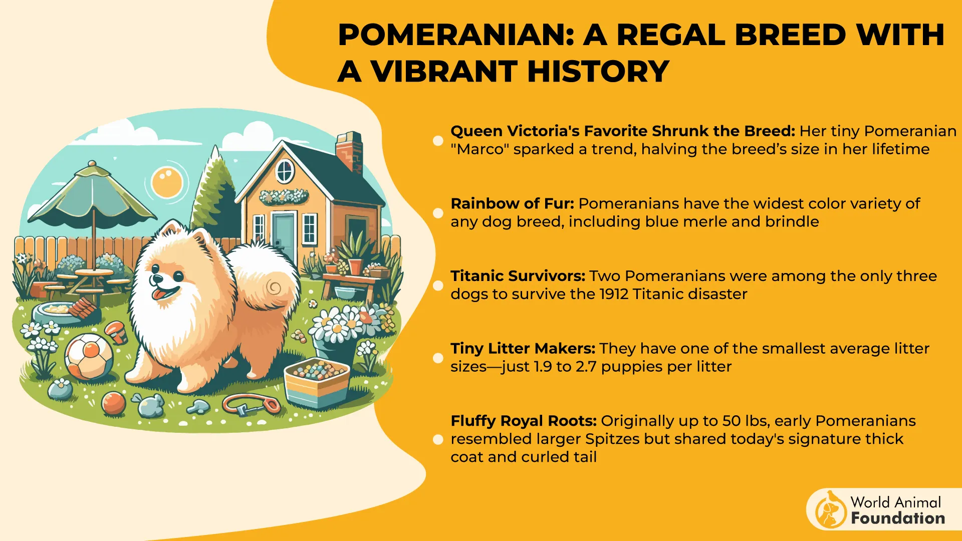 Pomeranian A Regal Breed with a Vibrant History-01