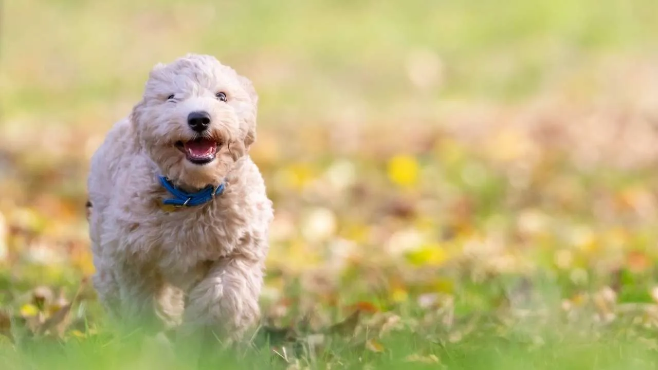Poochon