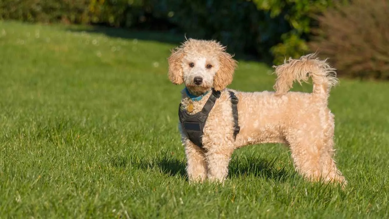 Poochon
