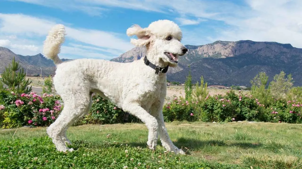 standard poodle