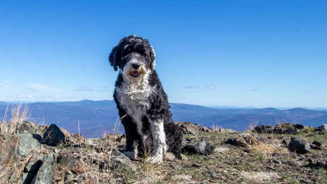 Portuguese Water Dog