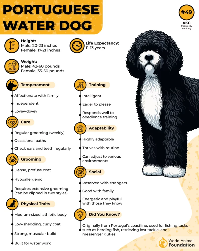 Portuguese Water Dog