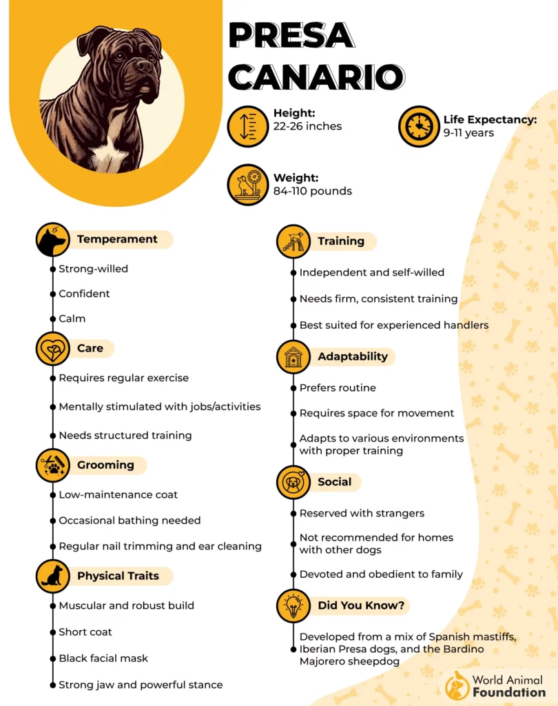 Presa Canario
