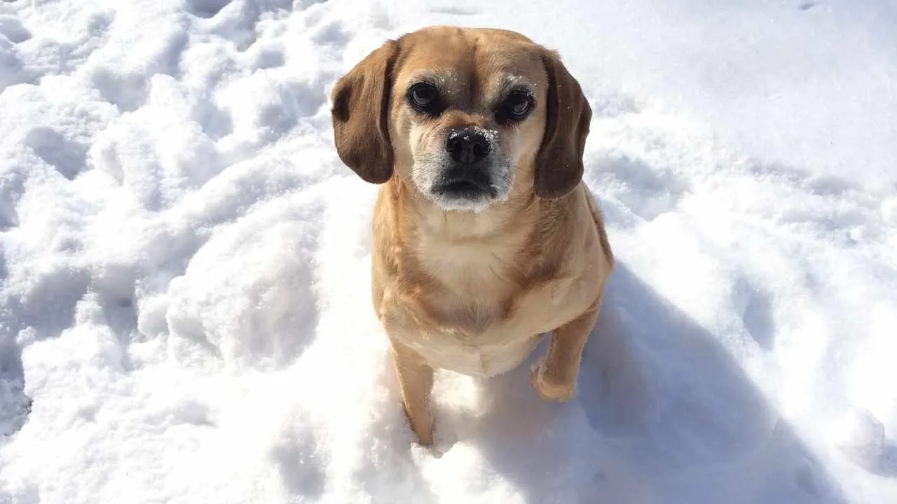 Puggle