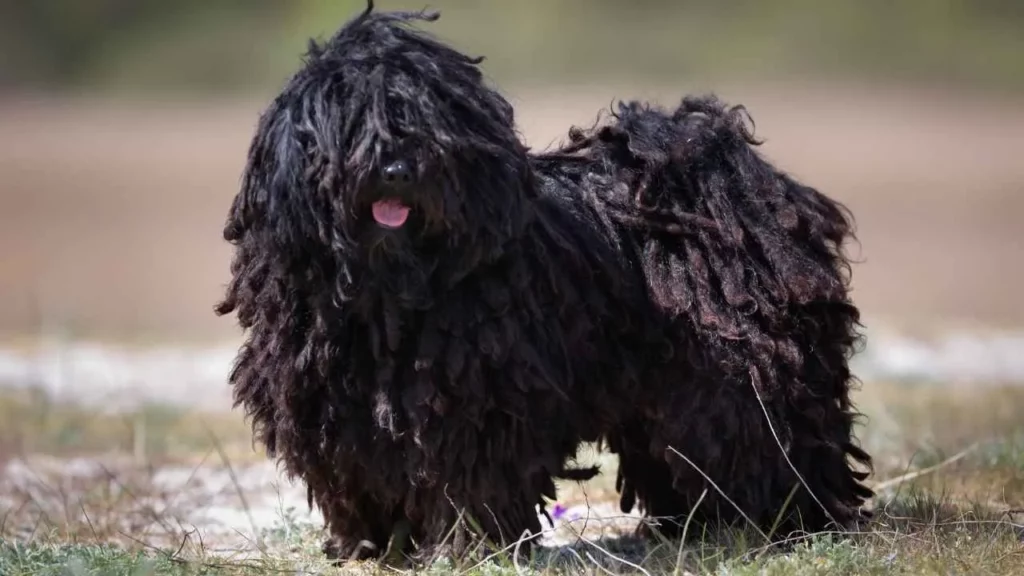 7 Adorable Black Curly Dog Breeds You’ll Love