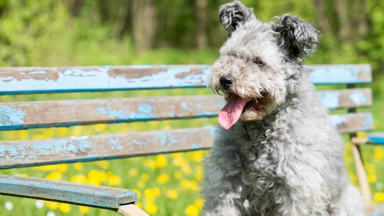 Pumi