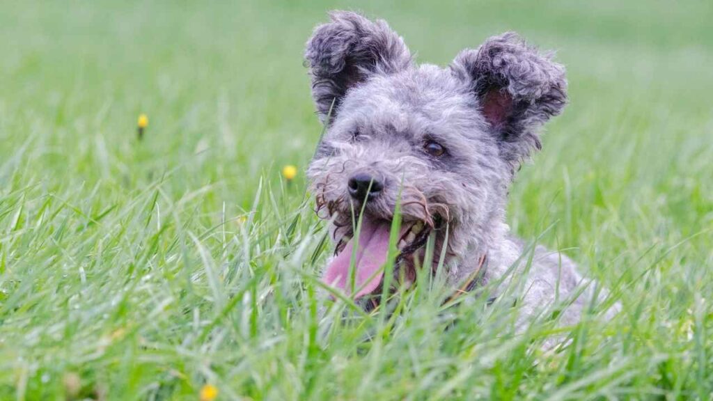 Pumi-3