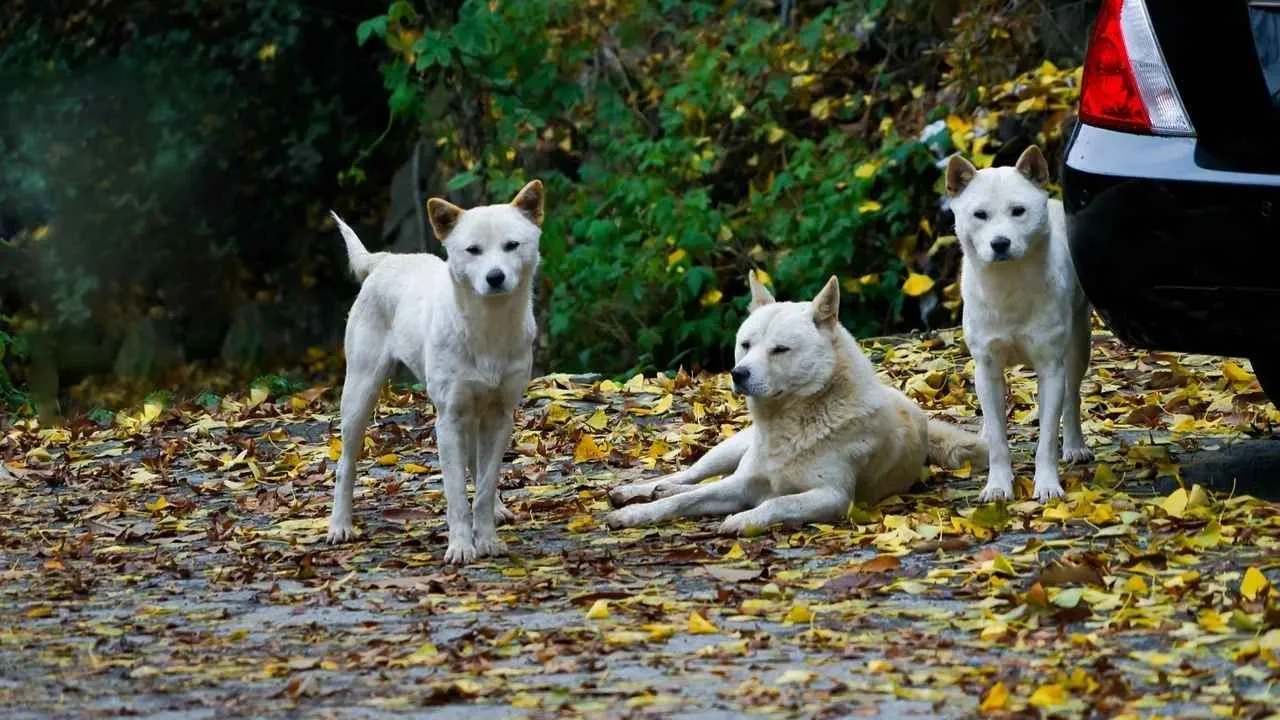 Pungsan dog