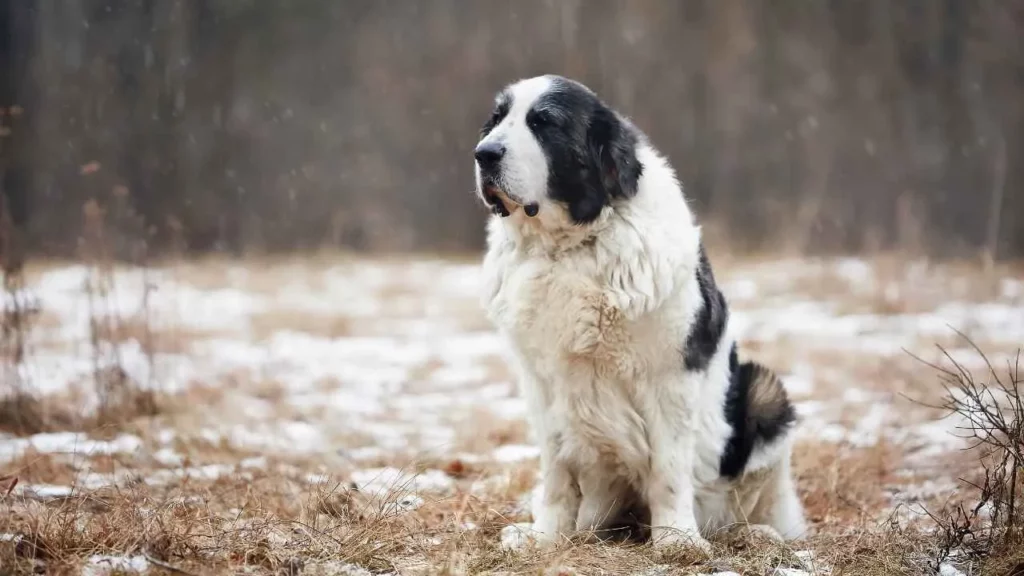 pyrenean shepherd