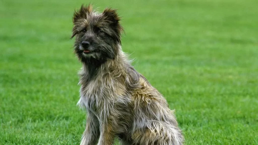 pyrenean shepherd