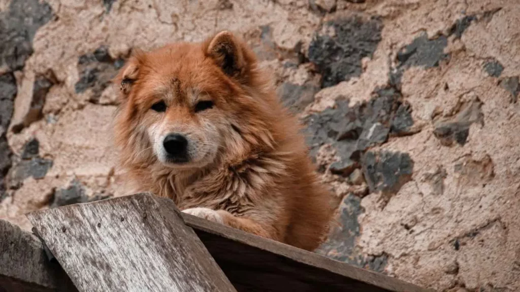 pyrenean shepherd