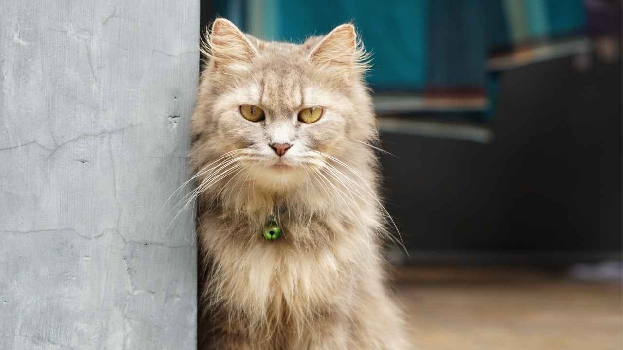 Ragamuffin