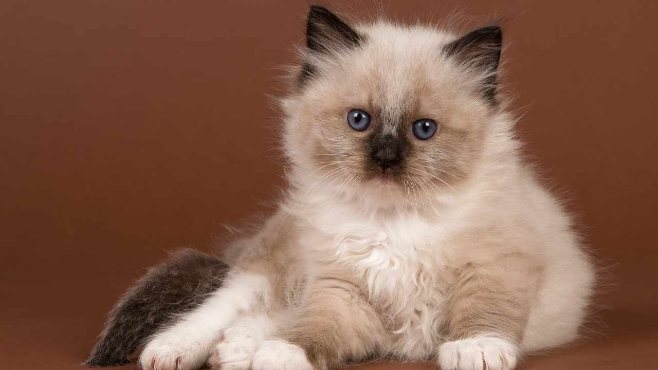 Ragdoll