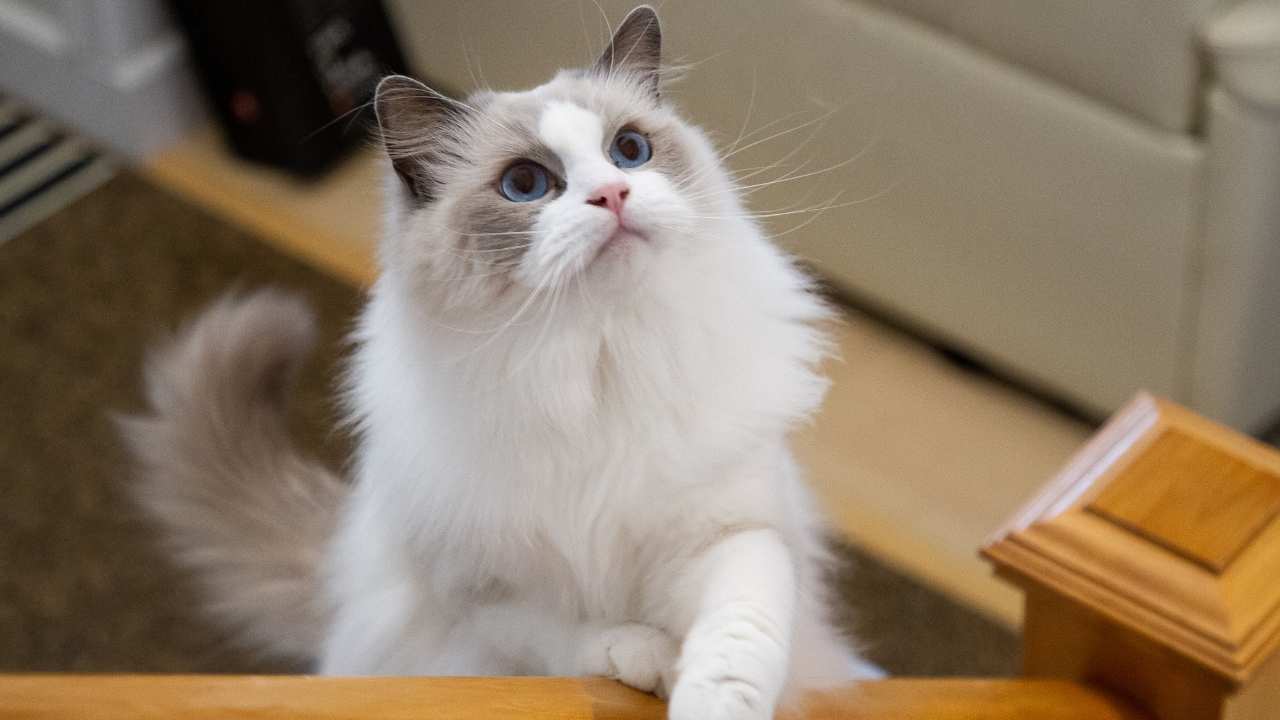Ragdoll