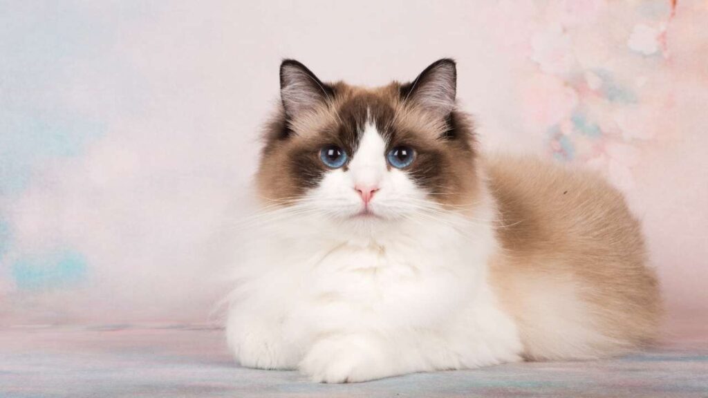 Ragdoll