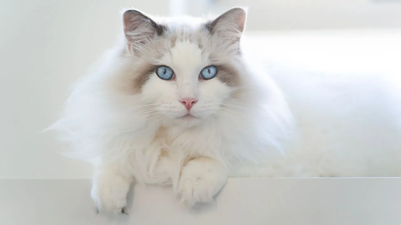 Ragdoll