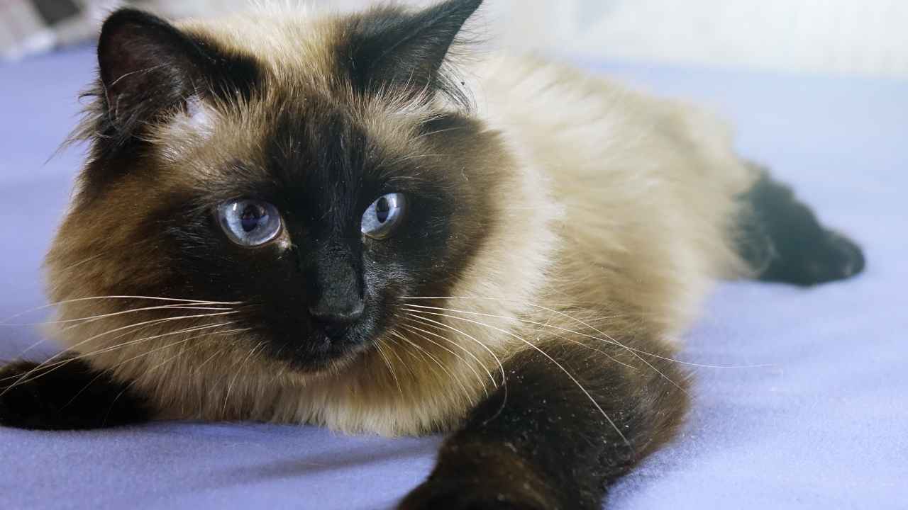 Ragdoll