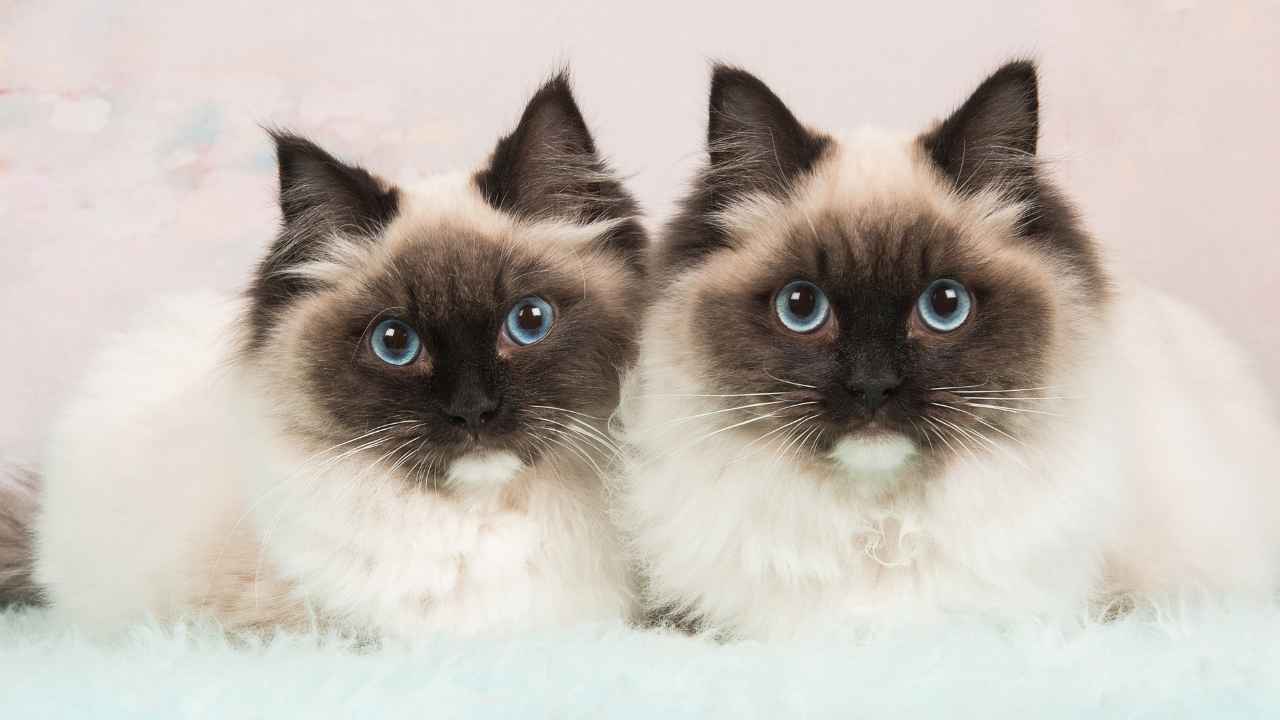 Ragdoll