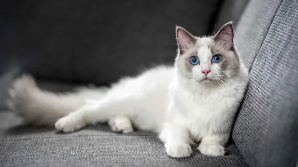 Ragdoll cat