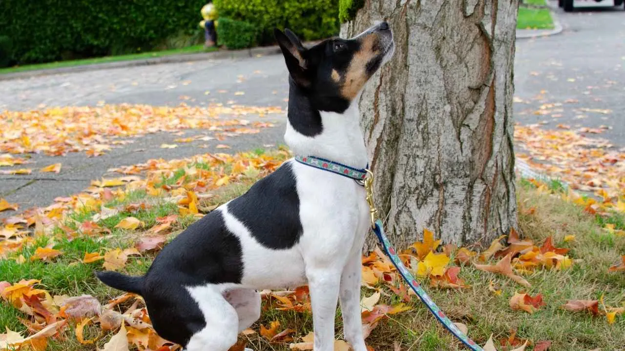 Rat Terrier