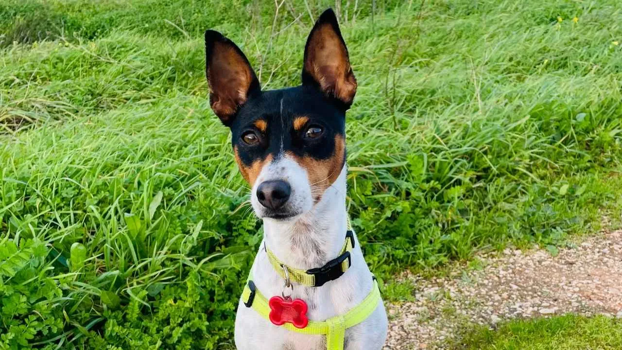 Rat Terrier