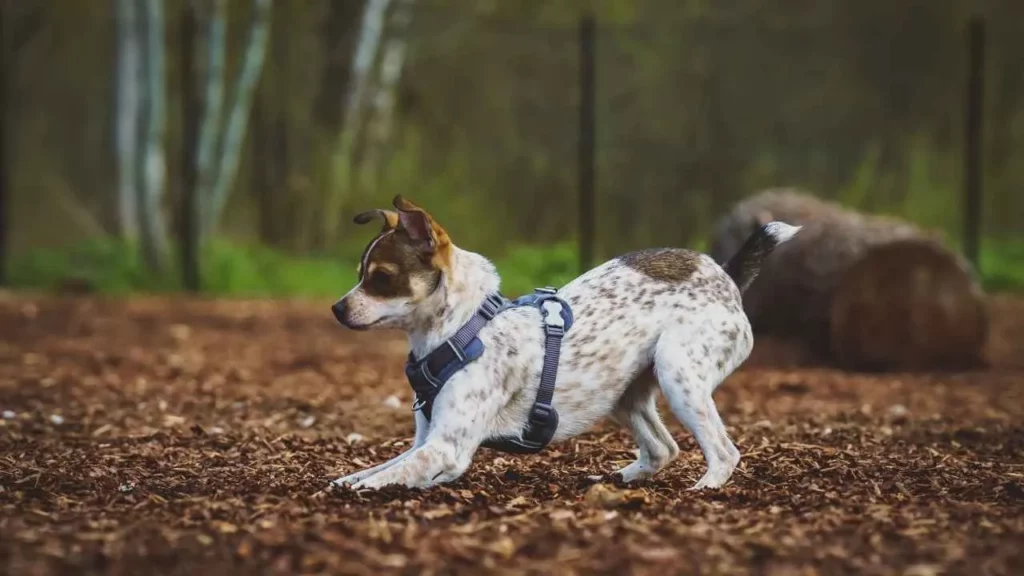 rat terrier