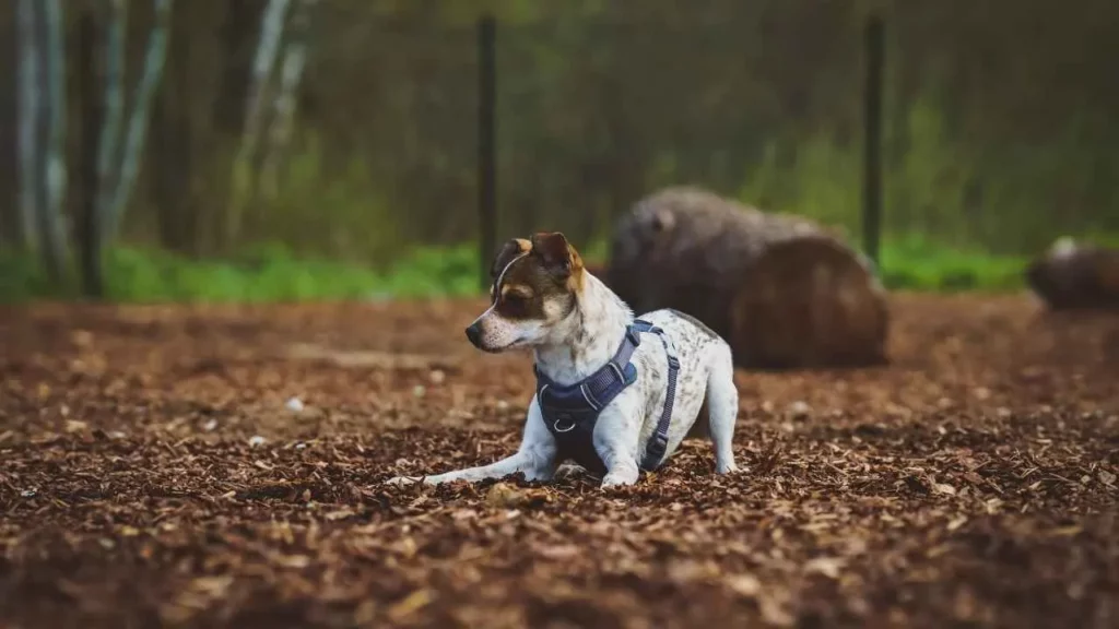 Rat Terrier