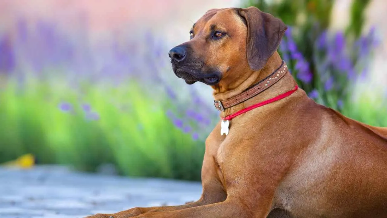 Rhodesian Ridgeback