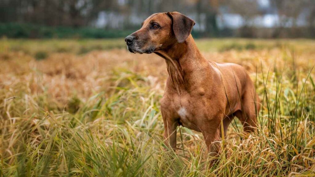 Rhodesian Ridgeback