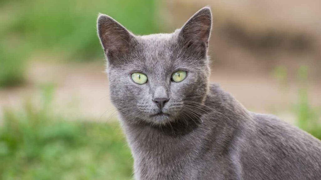 Russian Blue
