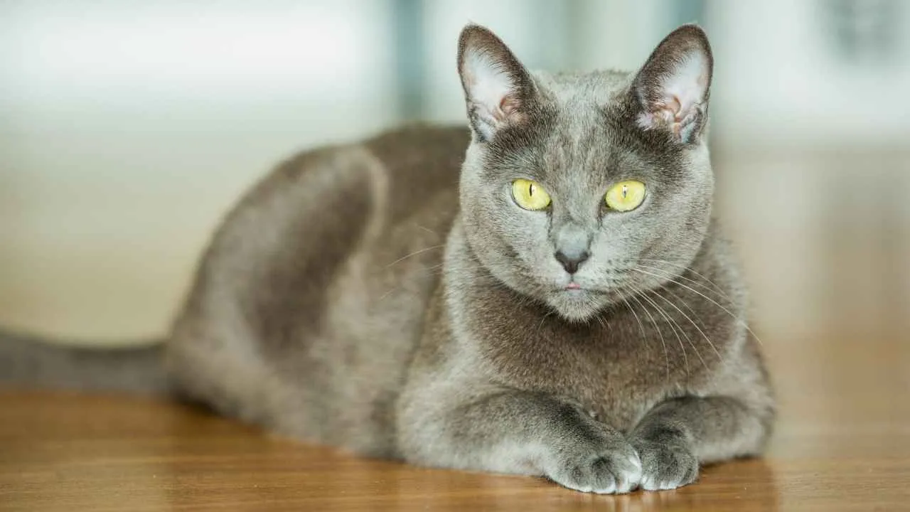 Russian Blue