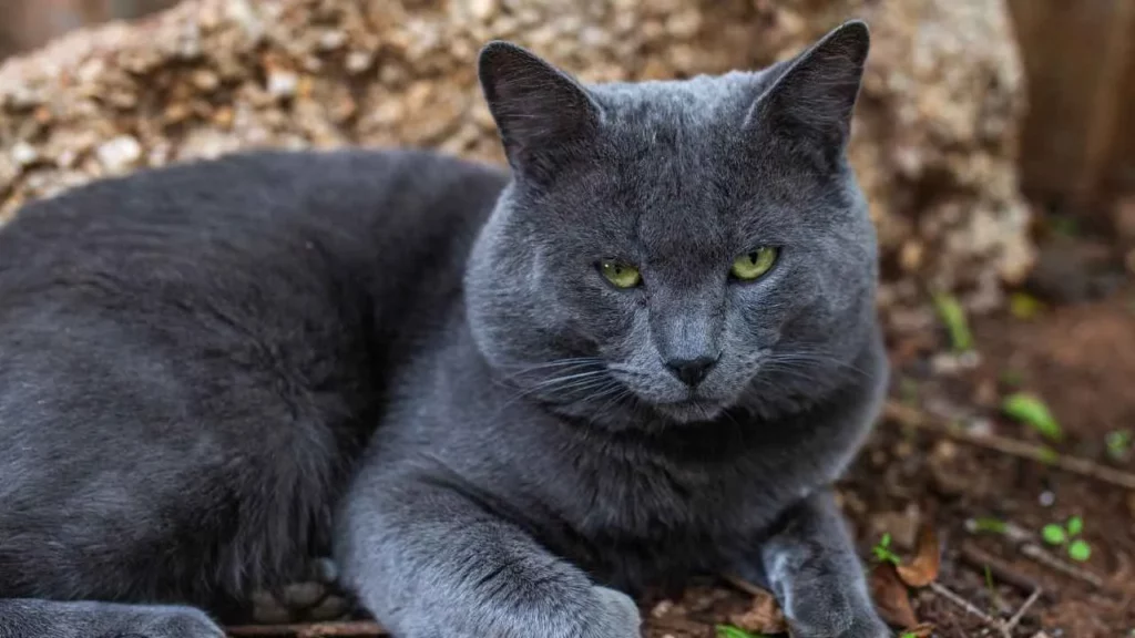 Russian Blue