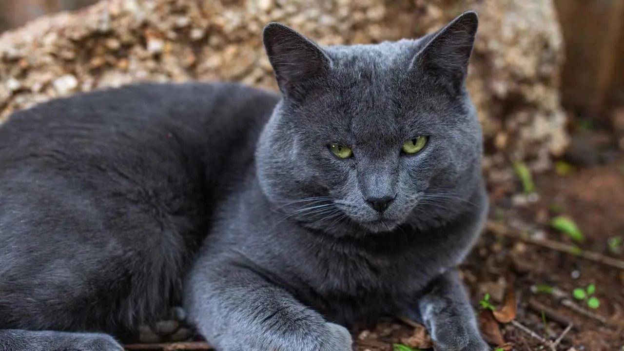 Russian Blue