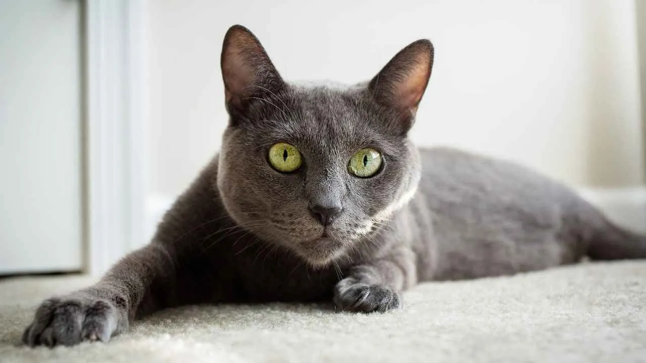 Russian Blue