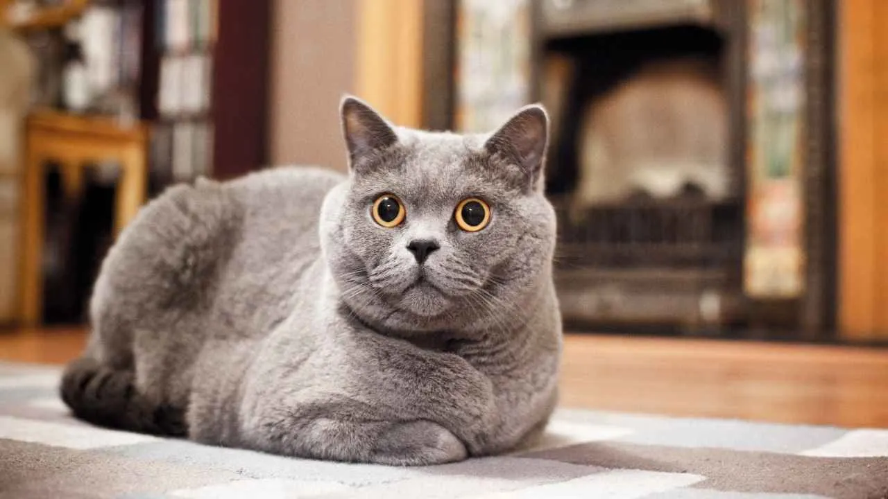 Russian Blue