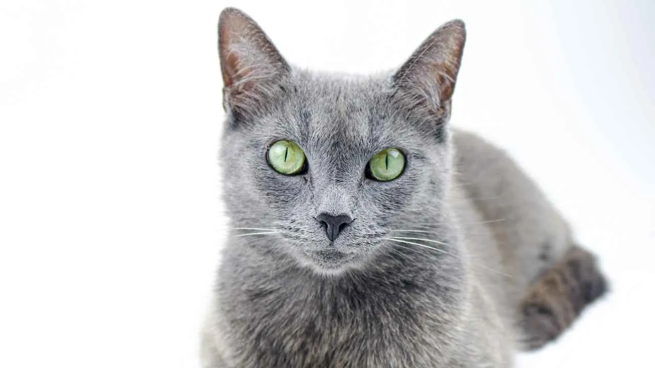Russian Blue