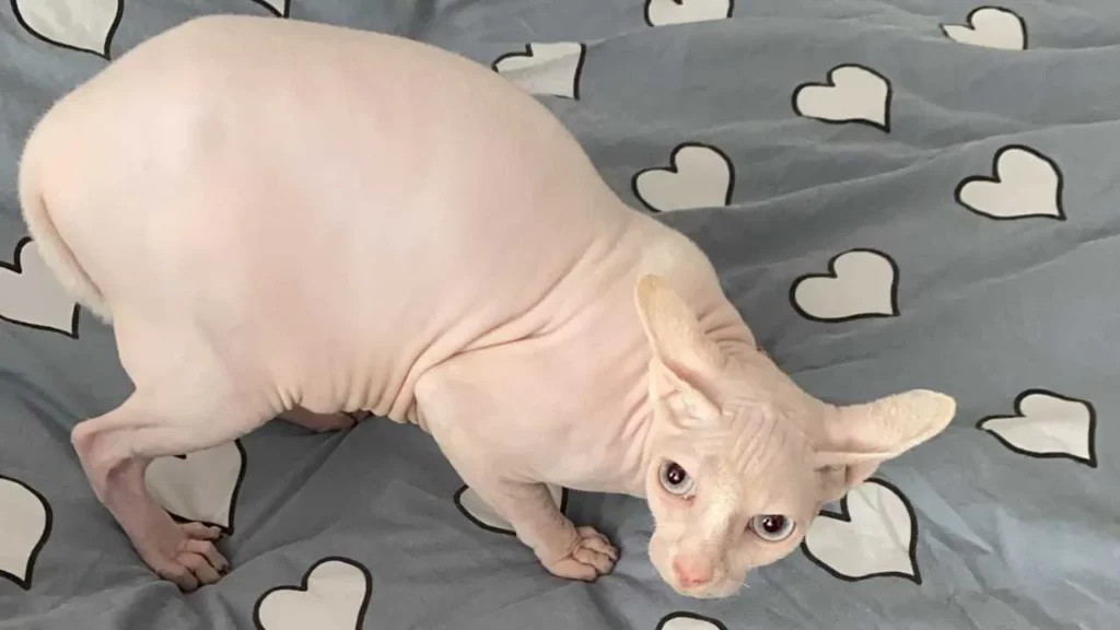 Peterbald